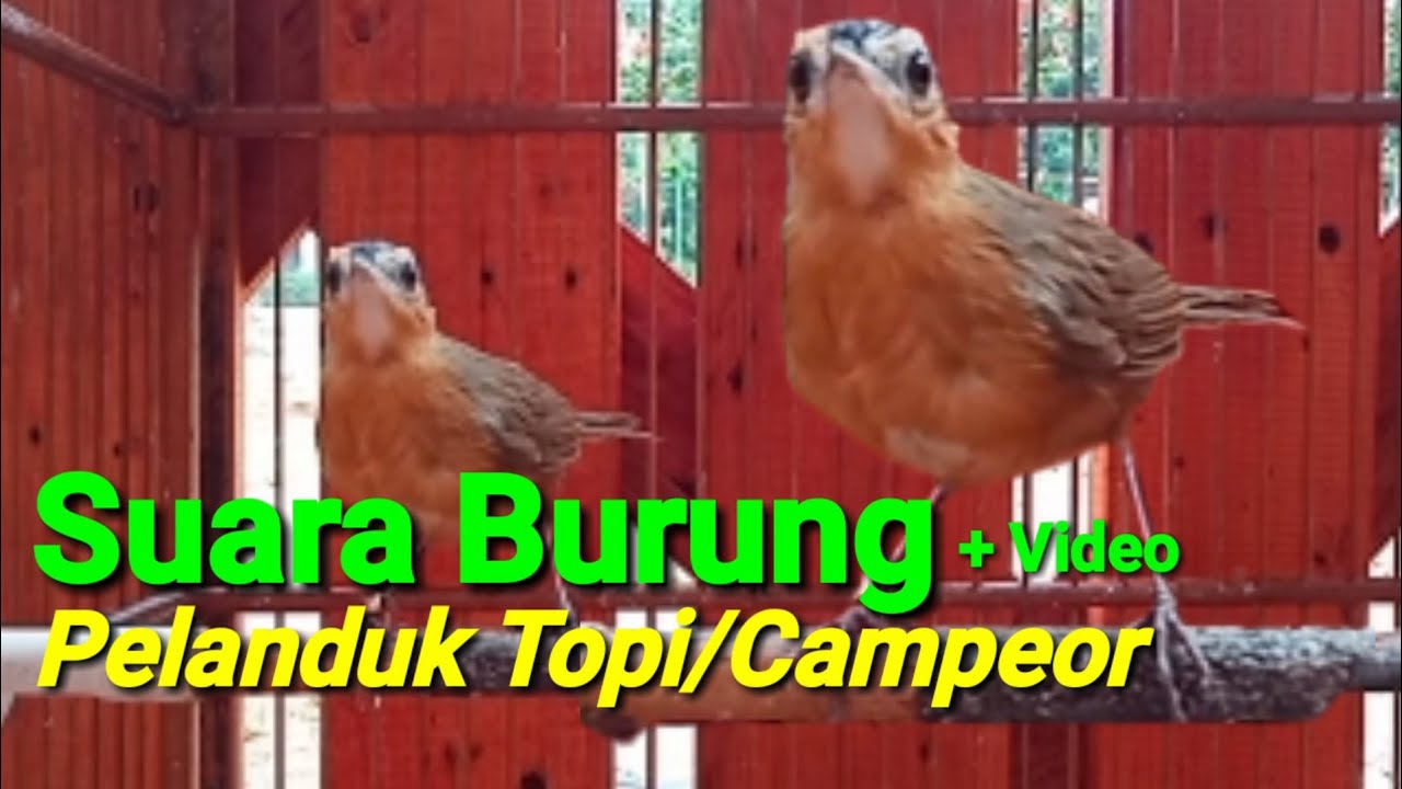 Suara Burung Pelanduk Topi ‼️ Burung Campeor