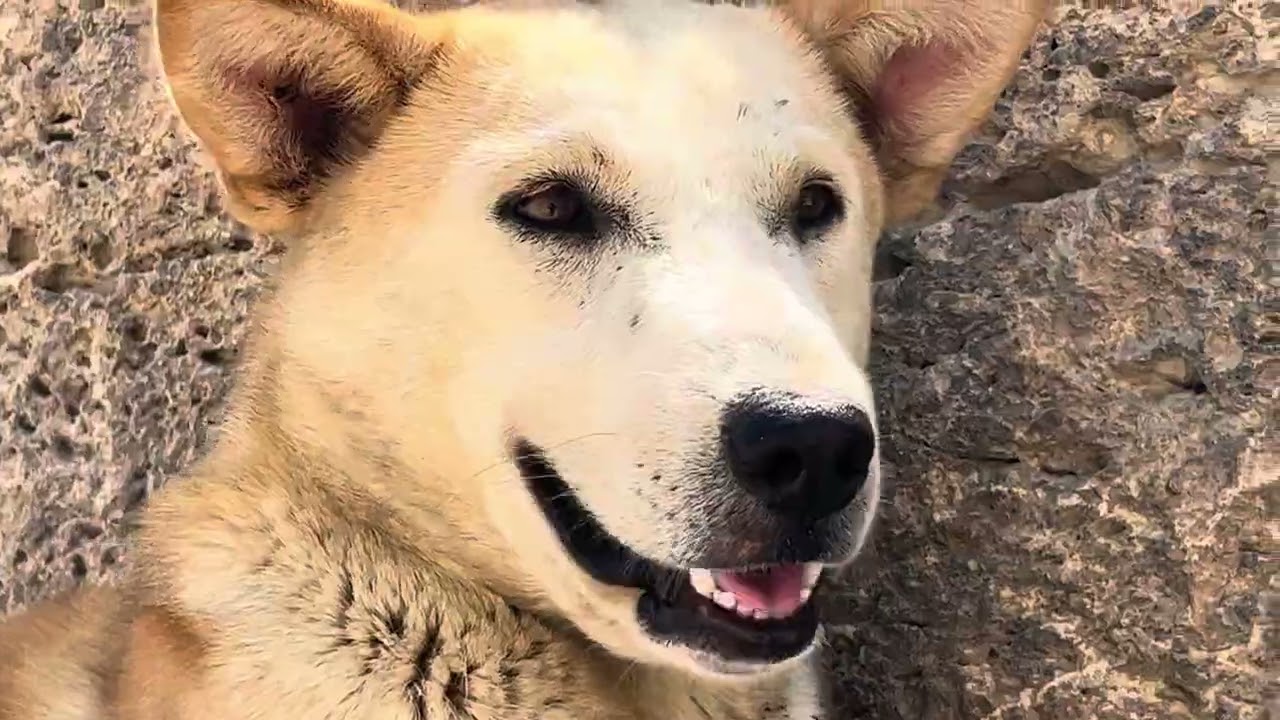 Interviewing Egypt Pyramids Dog