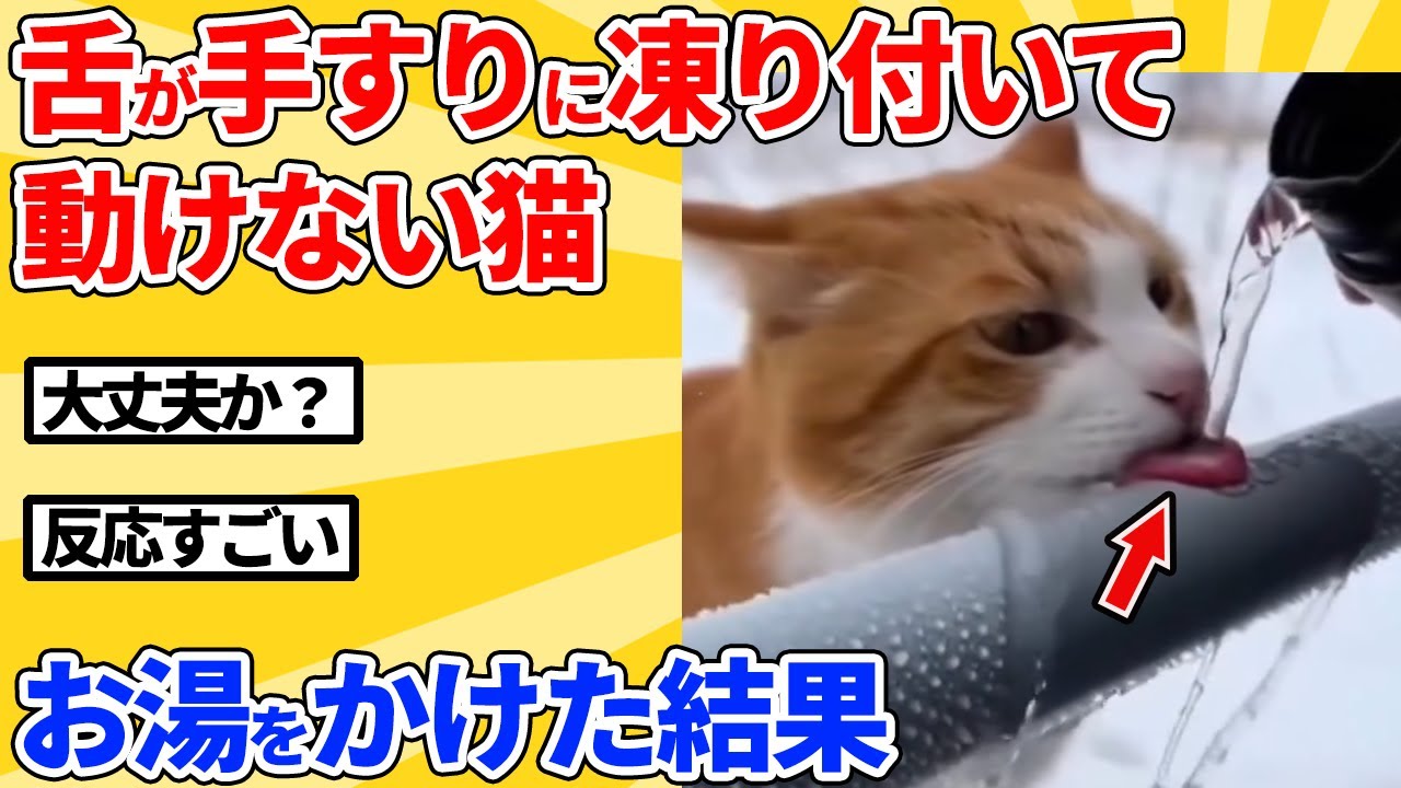 【2ch動物スレ】舌が凍り付いて動けない猫→お湯をかけた結果