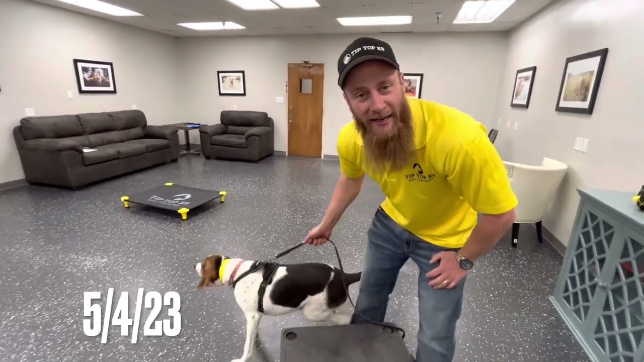 Chopper Transformation! Tip Top K9-Before and After ￼