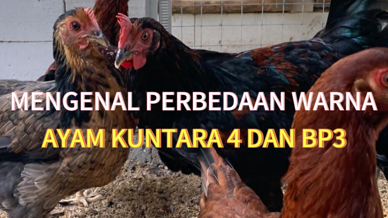 PERBEDAAN WARNA BULU AYAM KUNTARA 4 DAN AYAM BP3
