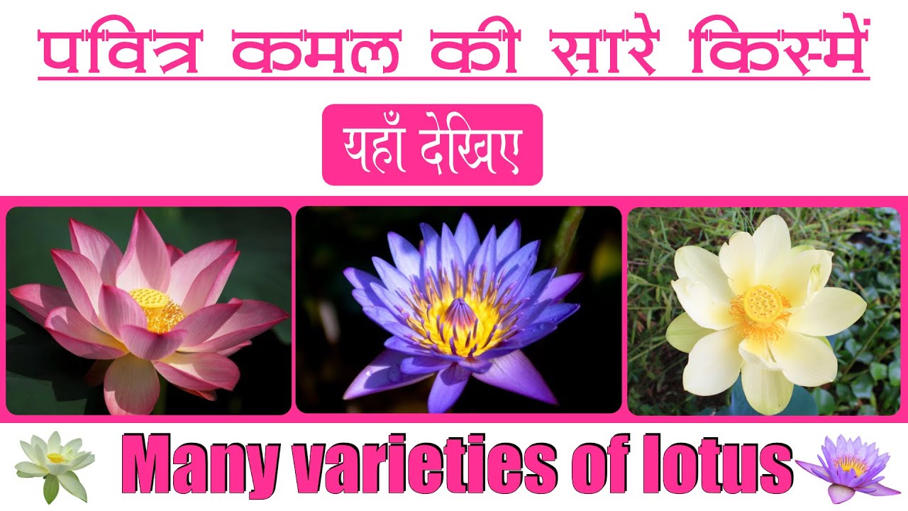 पवित्र कमल की सारे किस्में || Many varieties of lotus ||