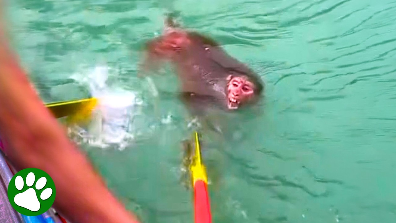 Poor Monkey Fights for Her Life in Strong Current 😰