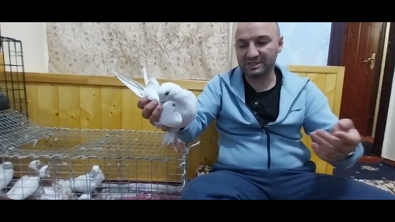 хариду фруши кафтар ( ташкиль карсодем )