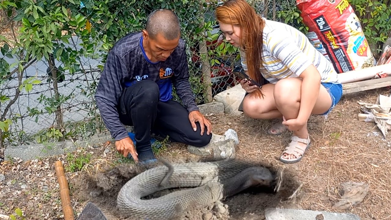 COBRA SA POSONEGRO SA  BASISTA, PANGASINAN | JTG Kamandag
