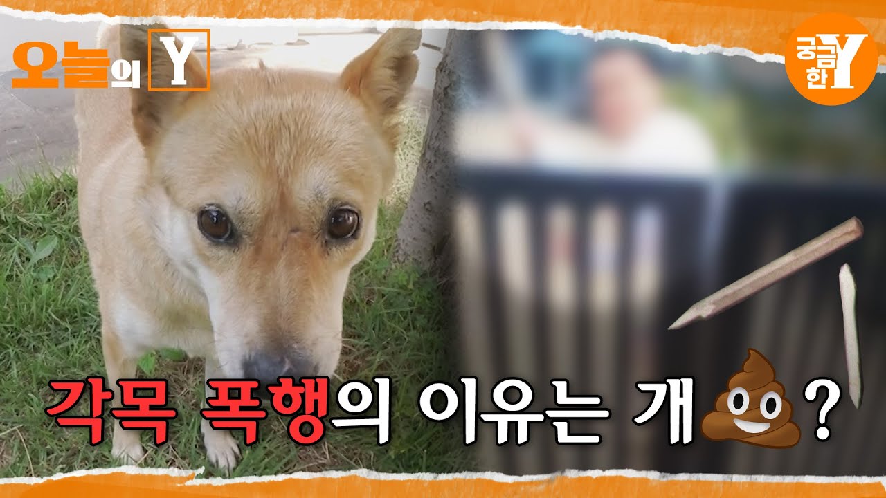 [선공개] 반려견 똥 때문에 전치 9주 폭행을?! 🐶💩 | 오늘의Y