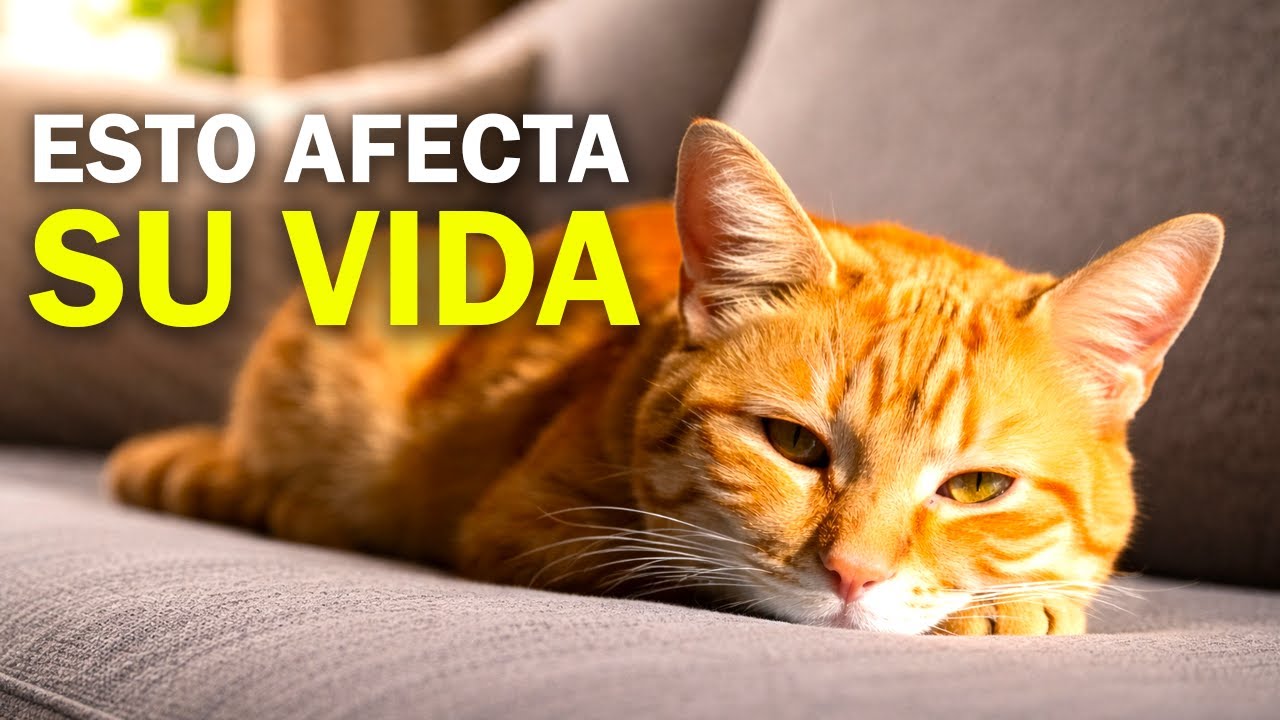Si tu GATO vive DENTRO de tu casa, NUNCA hagas esto (advierten los científicos)