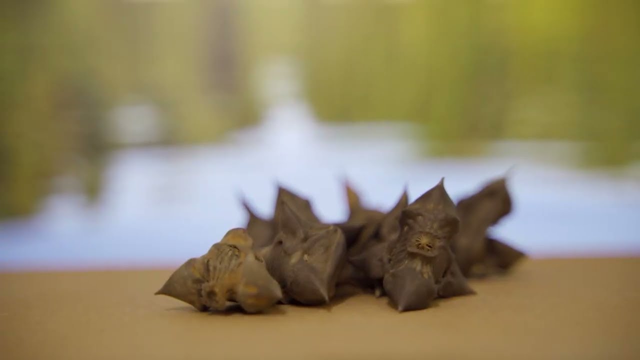 Szarvasi Települési Értéktár - Aranyosi holtág, Nagyfoki holtág, Kozsuch dűlő