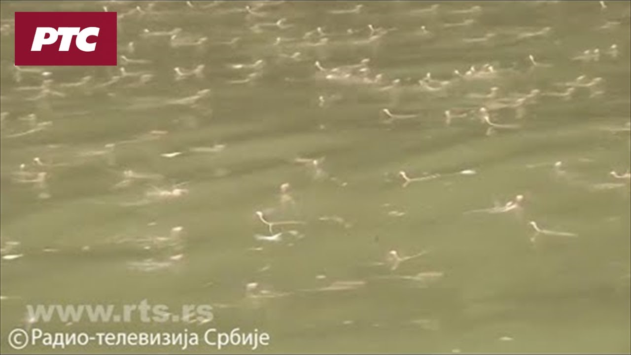 Cvetanje Tise - kratak ljubavni ples pred sumrak