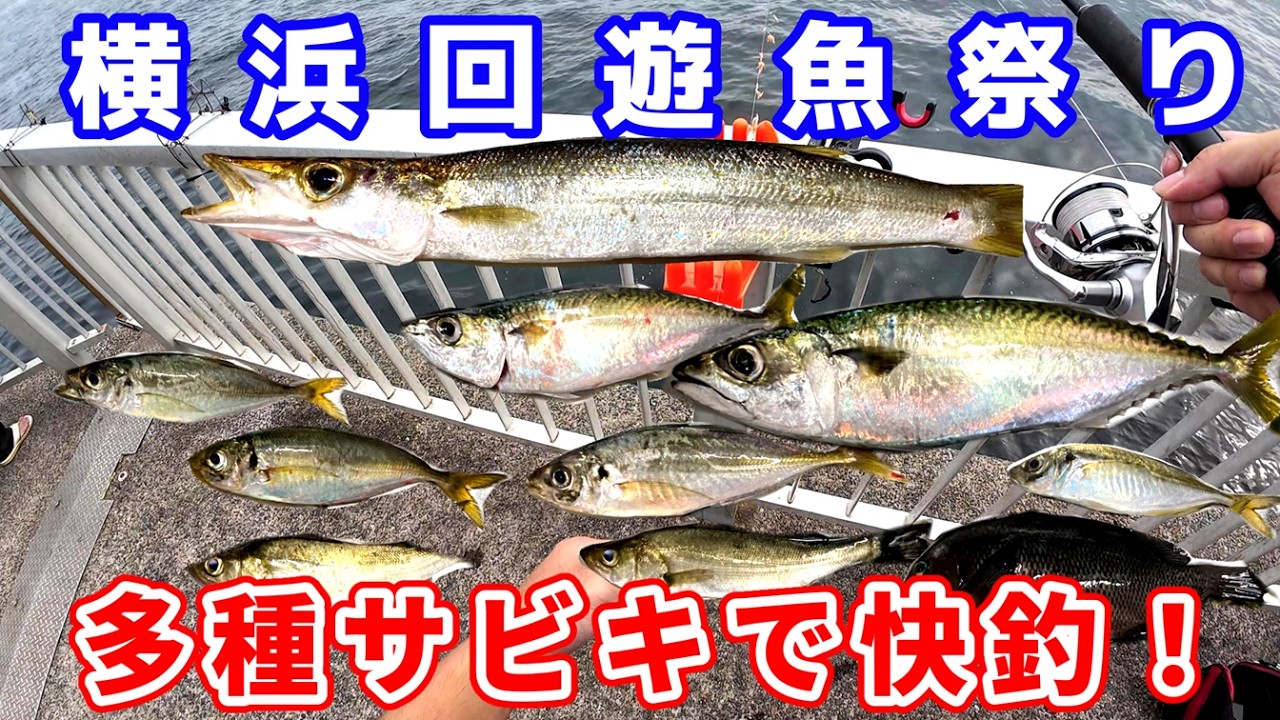 【ふれーゆ】念願の巨大カマスと癒しの夜サビキで巨大サバとアジ#カマス #サバ #アジ #メジナ #シリヤケイカ #ふれーゆ #釣り #横浜 #サビキ #ルアー #東京湾