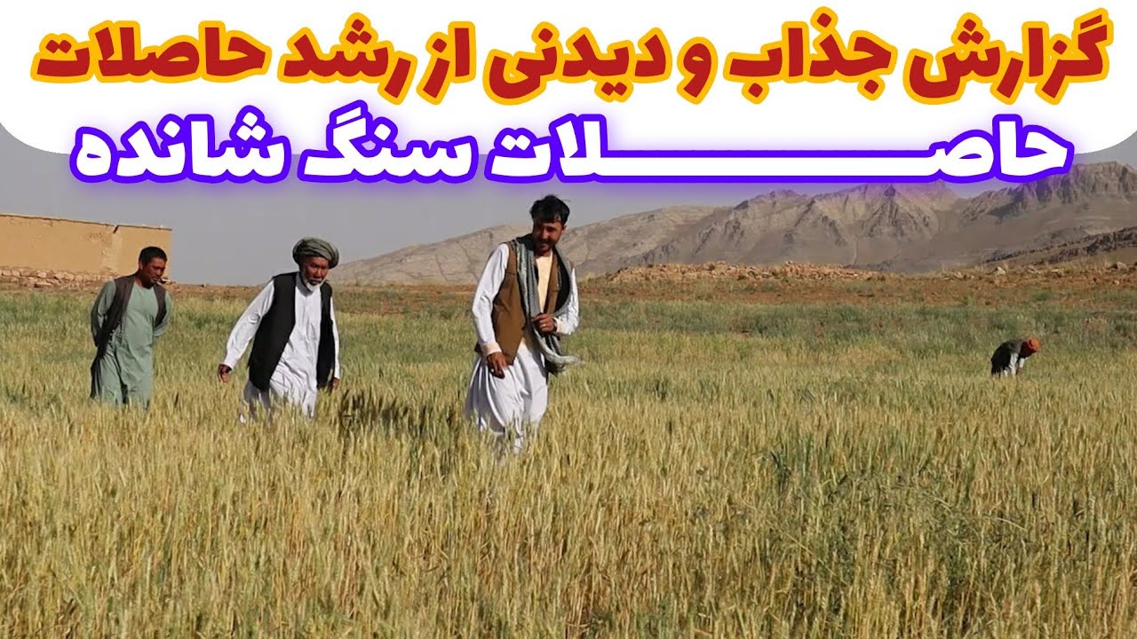 گزارش جذاب از حاصلات و کارهای بیشتر در سنگ شانده مرکز بهسود #رسانه_بهسود #صدای_بهسود #حاصلات