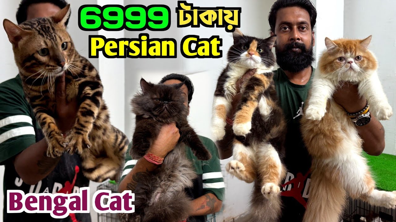 Bengal Cat & Persian Cat Sale Low Price. Cat Market in Kolkata. Kolkata Cat Market.