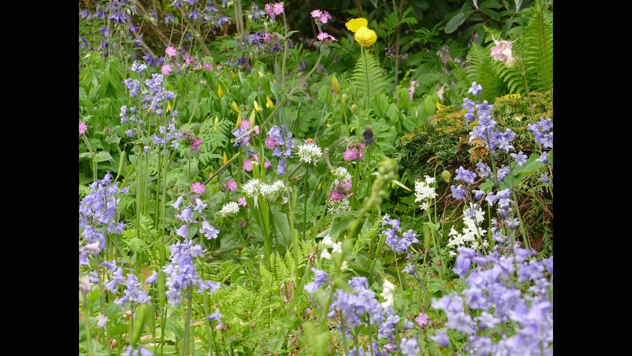 Bulb Log Video Diary garden walk 23 05 25.