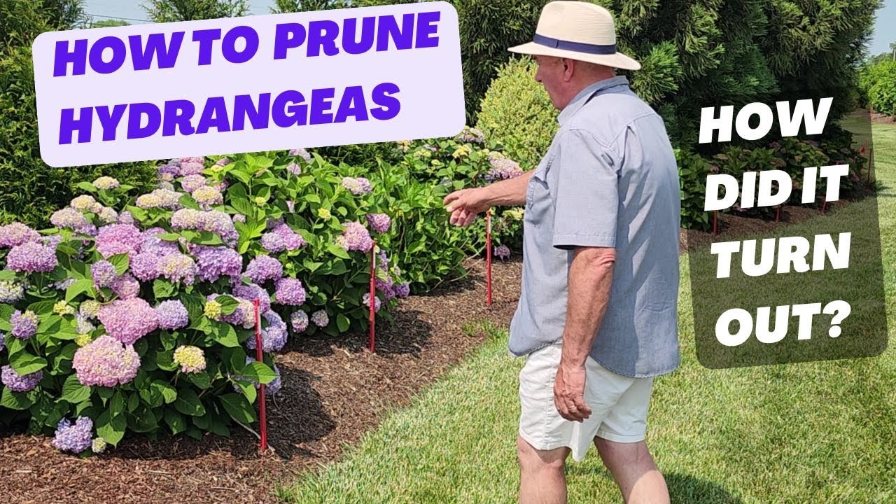 How Did It Turn Out?  Revisiting Hydrangea Pruning with David Wilson!