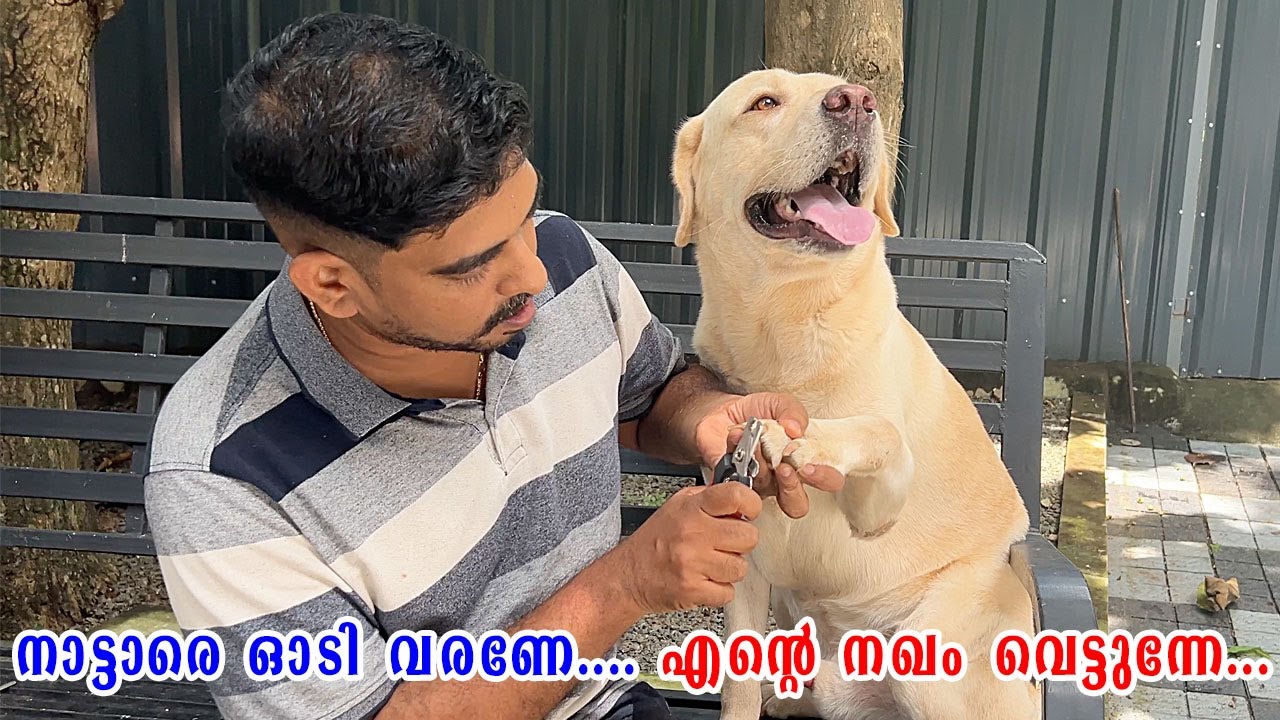 നാട്ടാരെ ഓടി വരണേ.... എന്റെ നഖം വെട്ടുന്നേ...🤣🤣 Labrador nail cutting