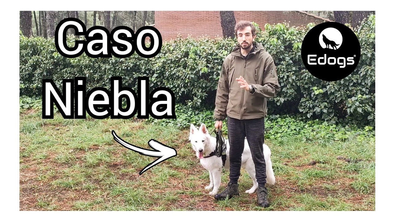 🔵Ansiedad y sobreexcitación al ver otros perros y falta de autocontrol - El caso de Niebla 🐺