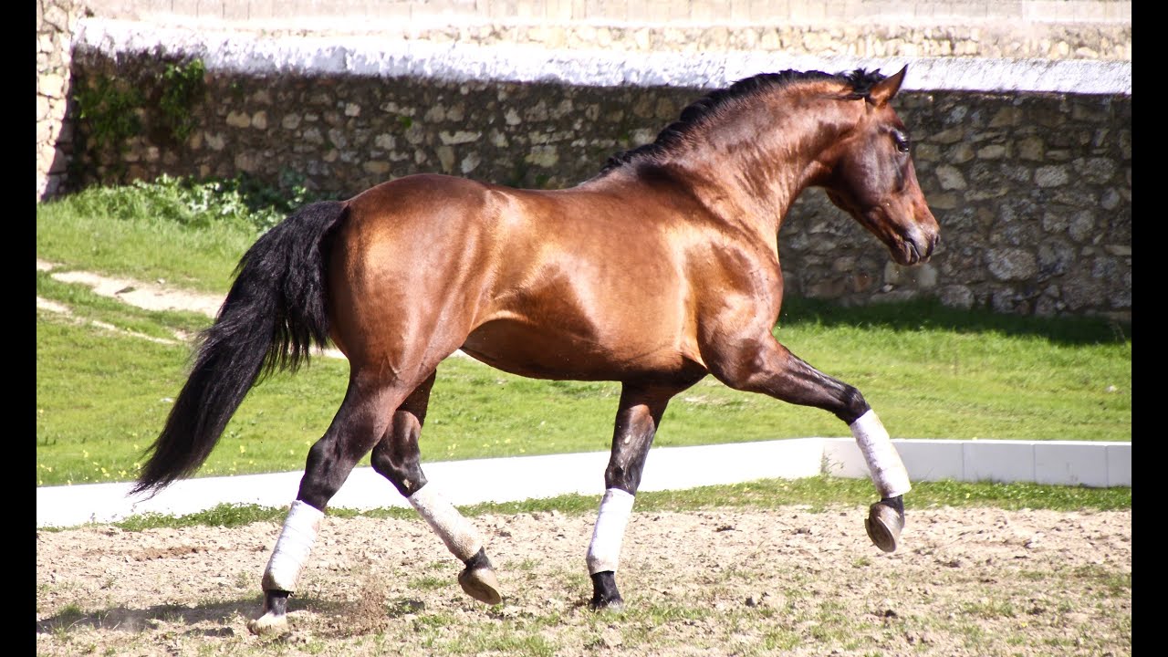 Andalusian horse for sale - Prospect for dressage