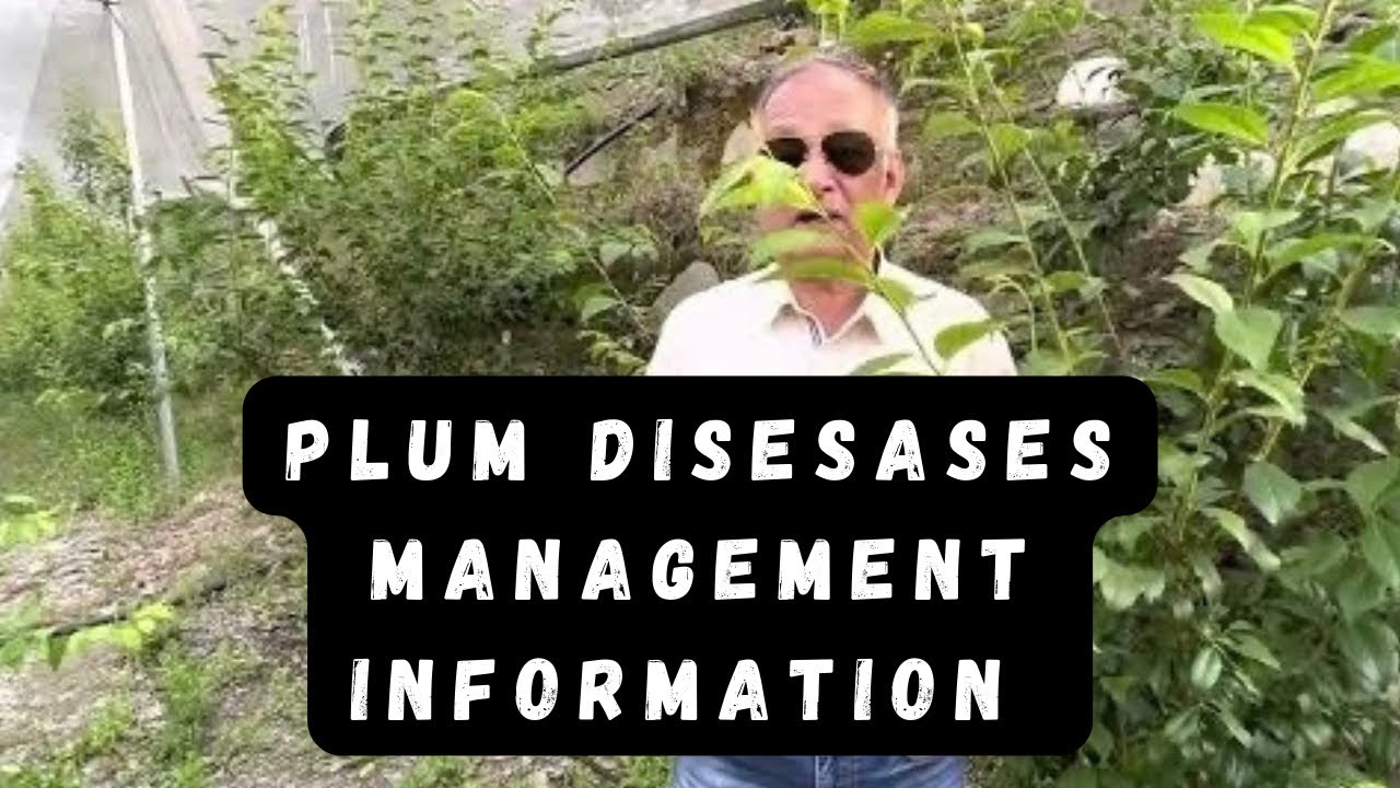 Plum diseases and nutrition management