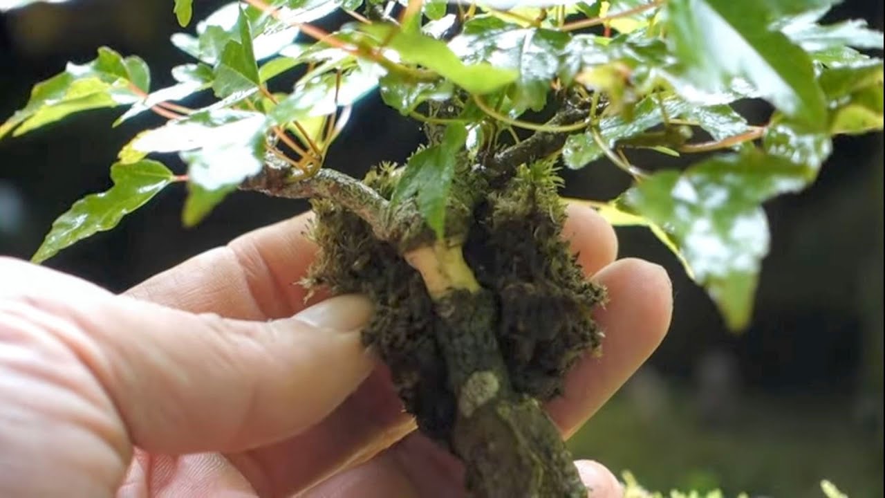 挿し木から育てた唐楓、取り木で再出発  ♯578