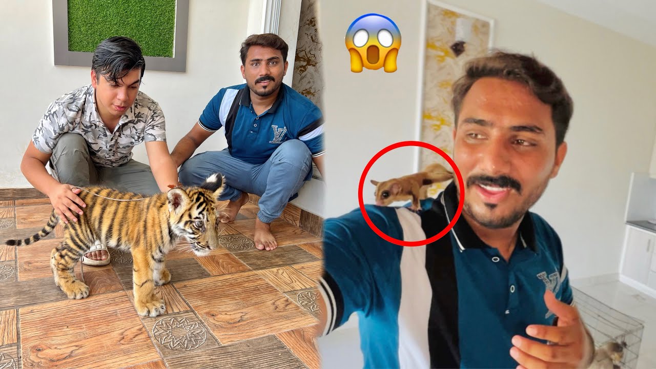 Waleed Bhi Ka Sb Pets Sa Mulakat Howi 🥳