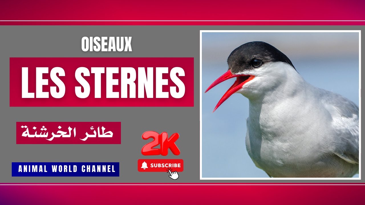 Sternes : Prédateurs Aériens des Côtes