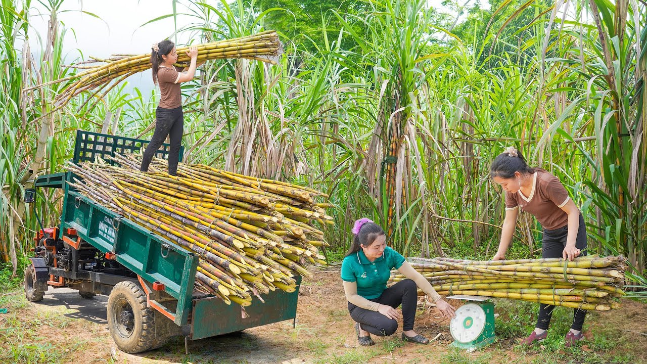 Use Truck To Harvest And Transport Many Sugarcane Sell For Villager _Daily Farm Truck