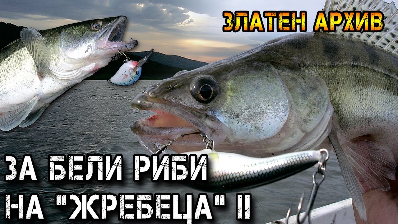 За БЕЛИ РИБИ на 