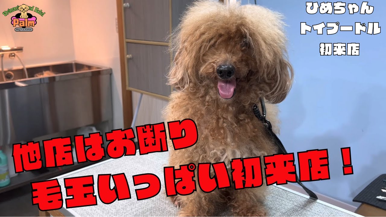 〚大変身〛噛み癖がありどこもお断りのトイプードルをトリミング！！