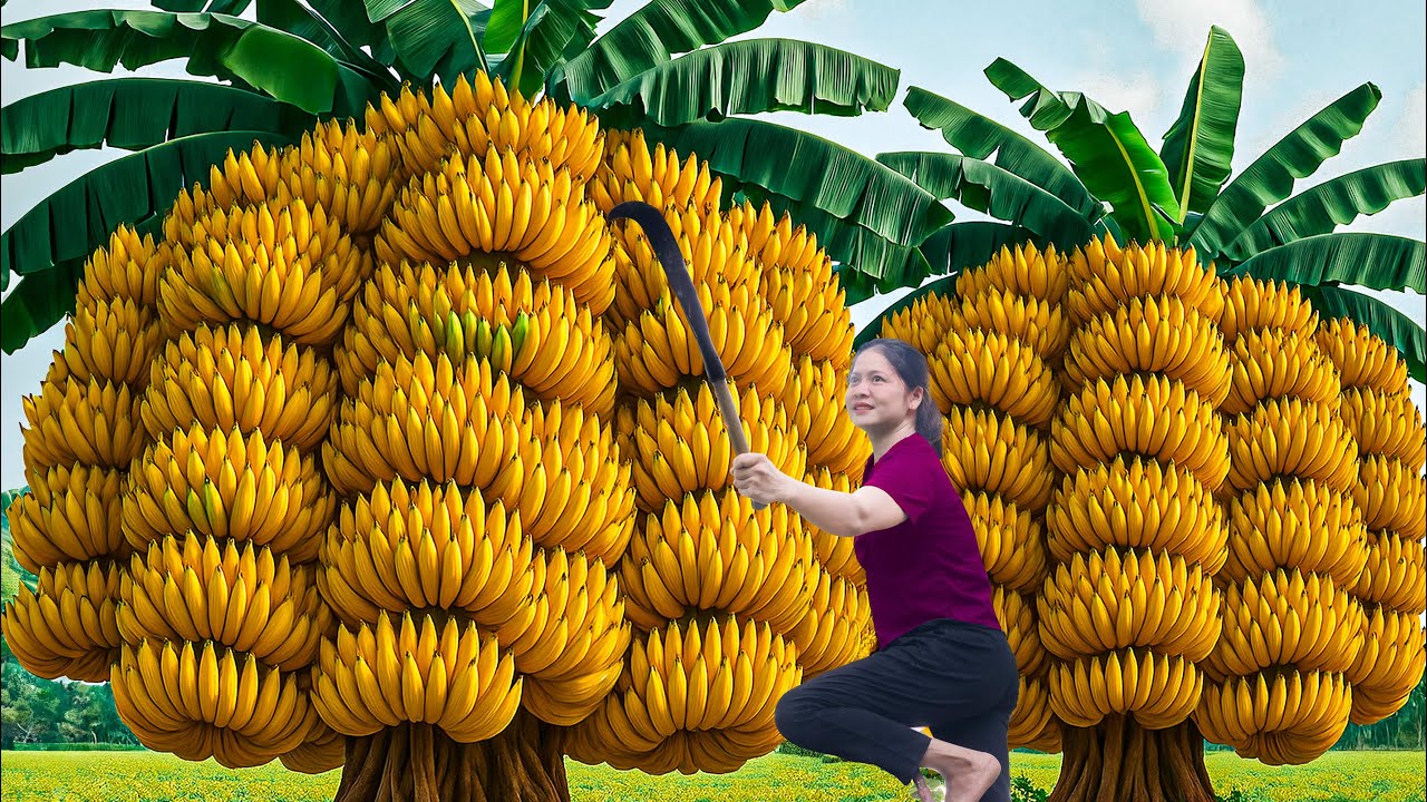 Harvesting Golden Mountain Banana & Go To Market Sell | The World’s Largest Banana Tree!