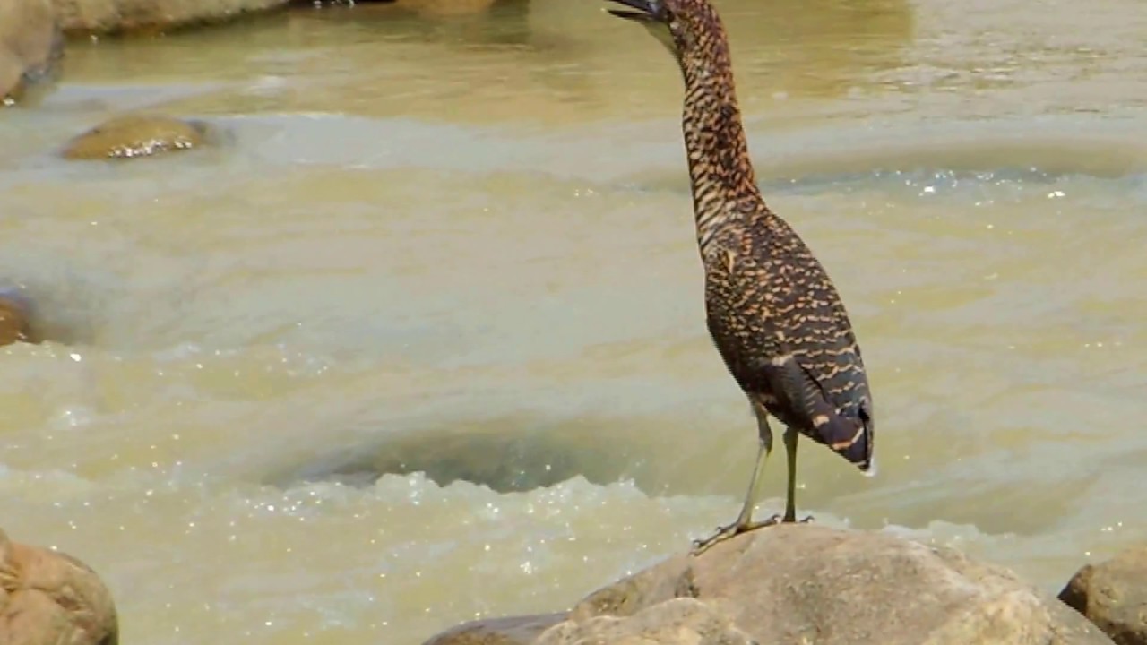 Aves de Venezuela - Ave de Barinas  - P&aacute;jaro Vaco Oscuro  - Tigrisoma fasciatum