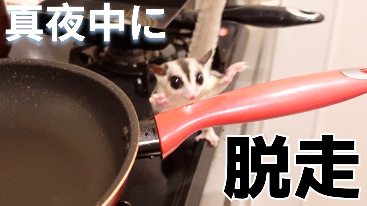 【フクロモモンガ】ももんが夜中に脱走、、アクリルケージの意外な弱点！