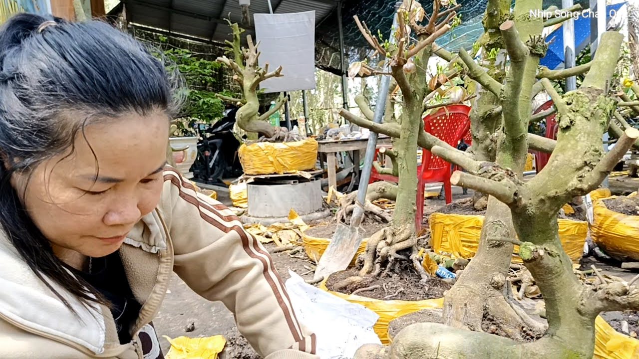 Nhịp Sống Chân Quê đang phát trực tiếp!