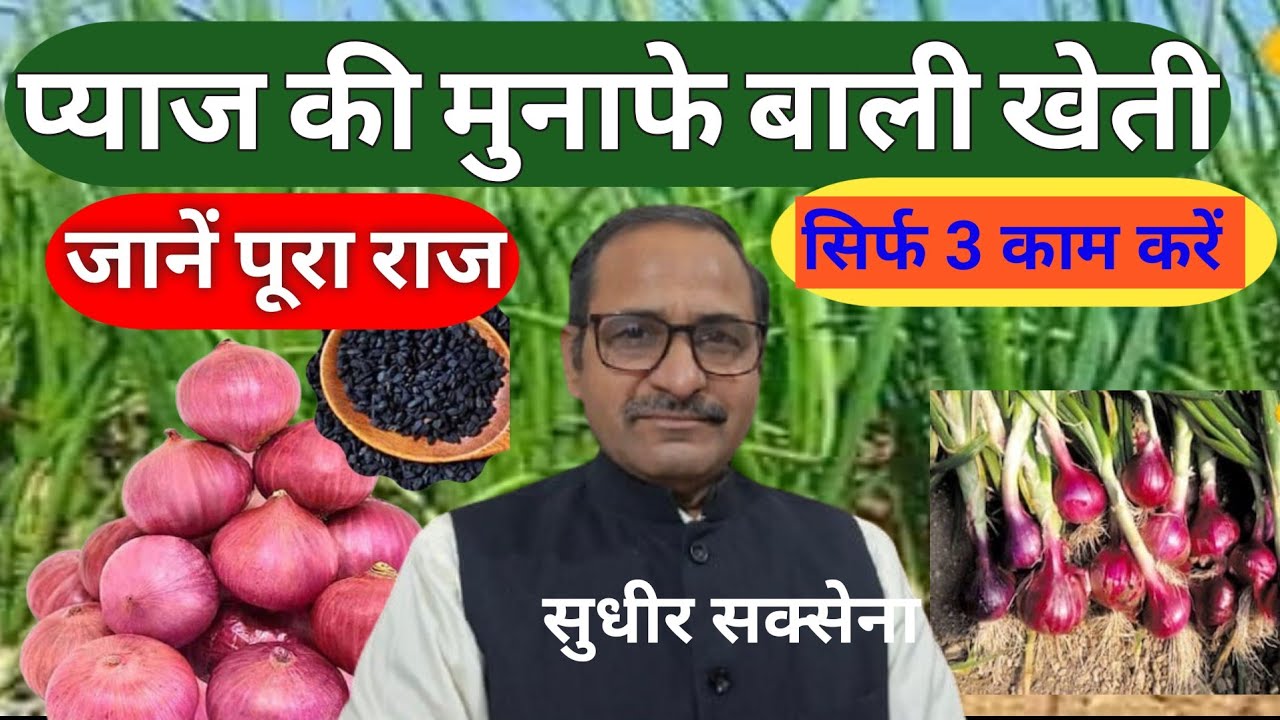 प्याज की खेती। Piyaj Ki Kheti। प्याज का राज। प्यास से पैसा कैसे कमाएं। Onion Ki Kheti Kaise Kare।