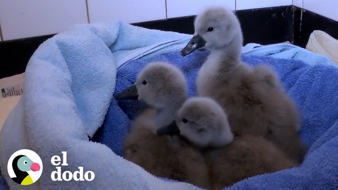 Polluelos de cisne se reencuentran con sus padres | El Dodo