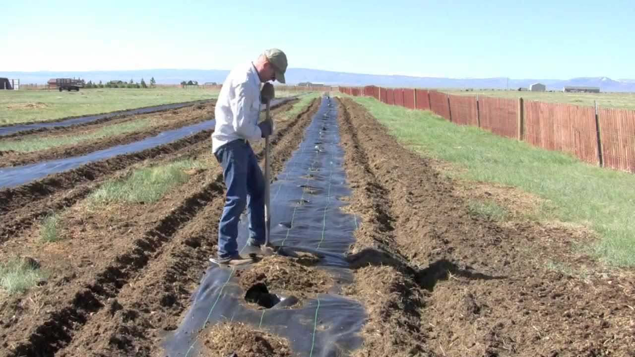 Windbreaks in Wyoming