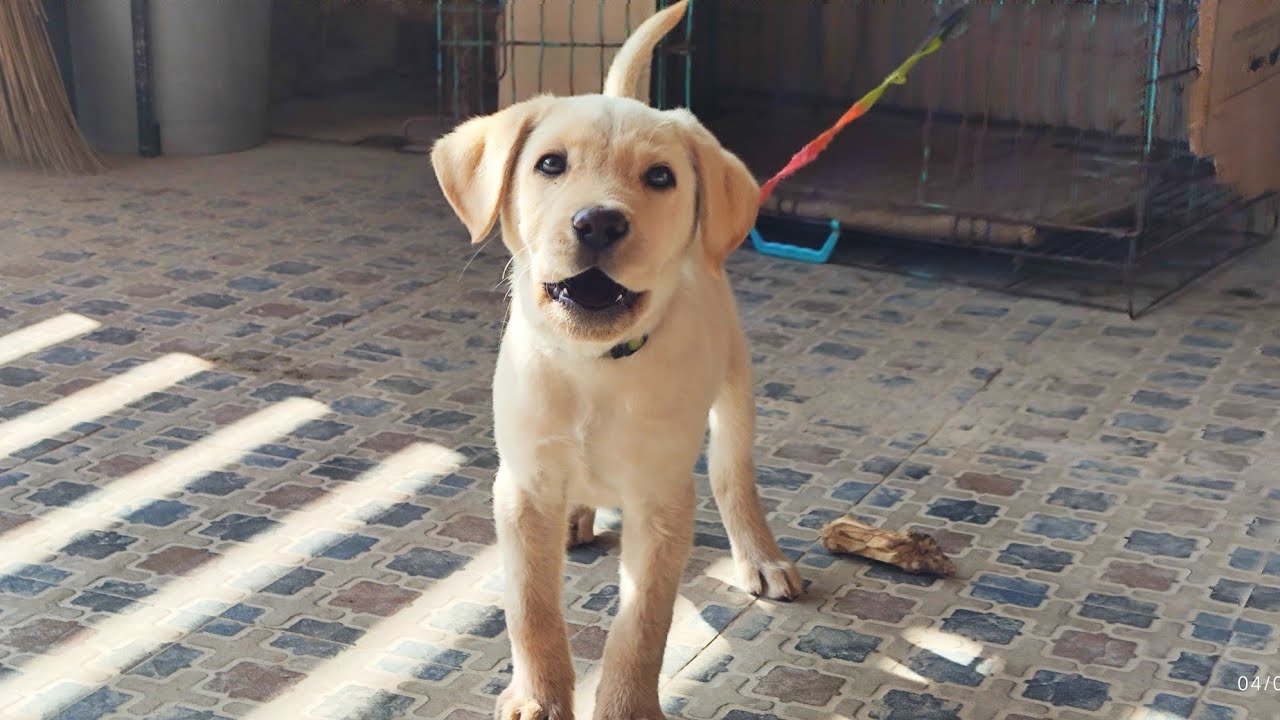 Finding Buzo 🐕 | Sunrise Missed, Hope Found | Part 2 | #irl 19.2 #vlog #dog #hope #morning 