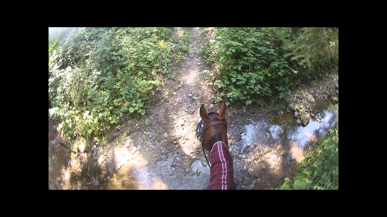 Testritt mit den Equine Fusion Jogging Shoe All Terrain