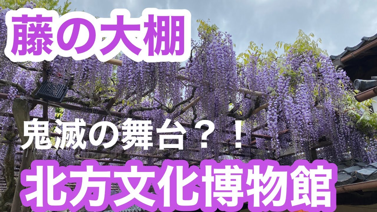 柱合会議　蝶屋敷【北方文化博物館の藤大棚】鬼滅の刃　産屋敷邸　藤の花。