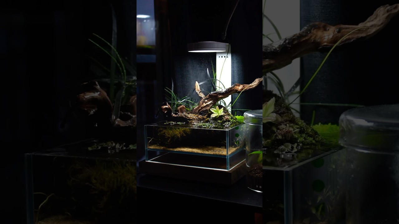 Dooa neo glass air. Available @aquaforestaquarium7001 #aquarium #dooa #ada #aquadesignamano