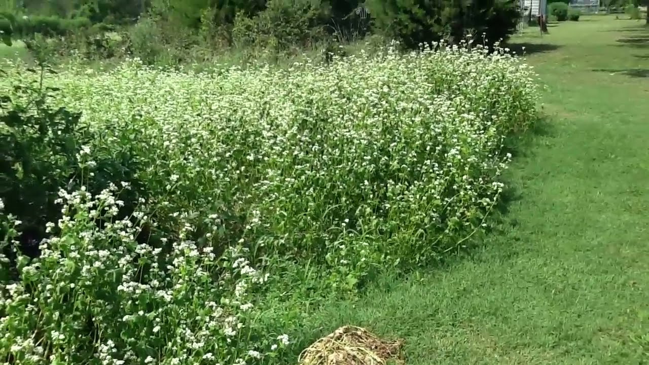 Buckwheat plants make black honey! Listen to the Bees! OMG!