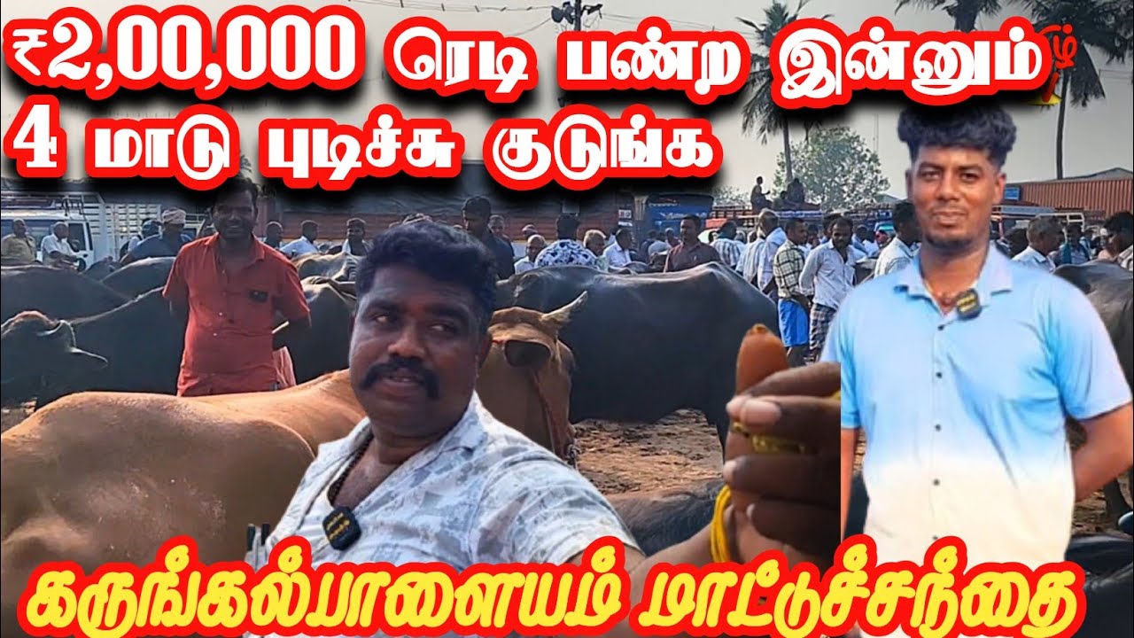 ₹2,00,000 ரெடி பண்ற இன்னும் நாலு மாடு பிடிச்சு கொடுங்க #கருங்கல்பாளையம்மாட்டுசந்தை #cow #agriculture