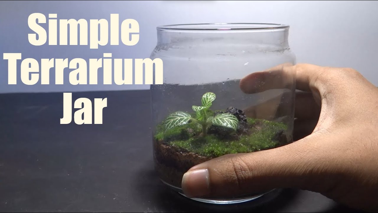 I Made the Simplest Terrarium Ever in a Jar!