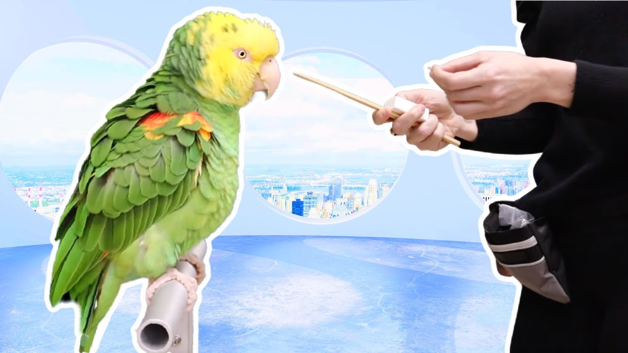 Flight Training a Double Yellow Headed Amazon Parrot