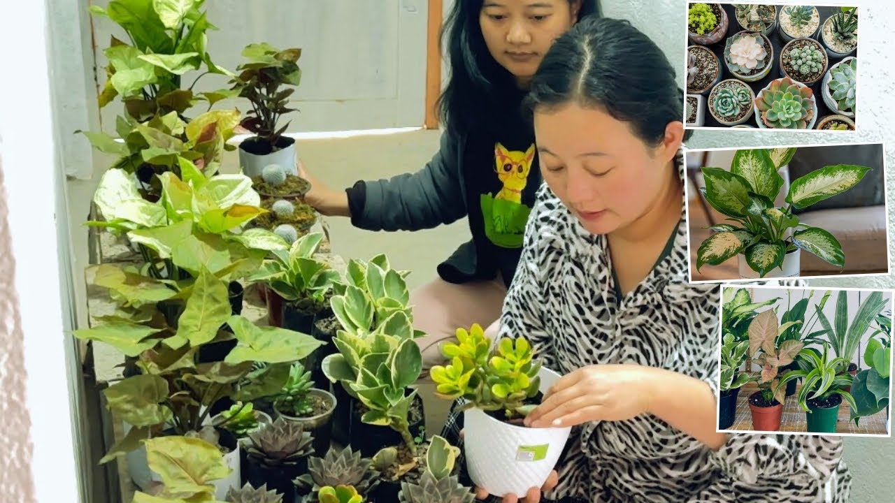 Indoor plants available at reasonable prices 🪴(enjoying with indoor plants and flowers in my garden)