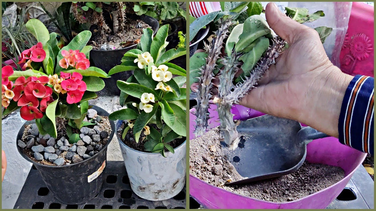 COMO ENRAIZAR ESQUEJES DE CORONA DE CRISTO EUPHORBIA MILII #jardinfeliz #ichigopan