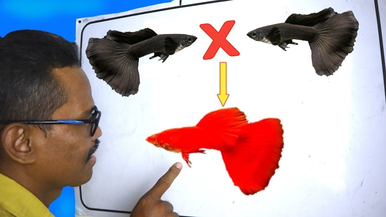 MENGENAL PERSILANGAN DALAM IKAN GUPPY