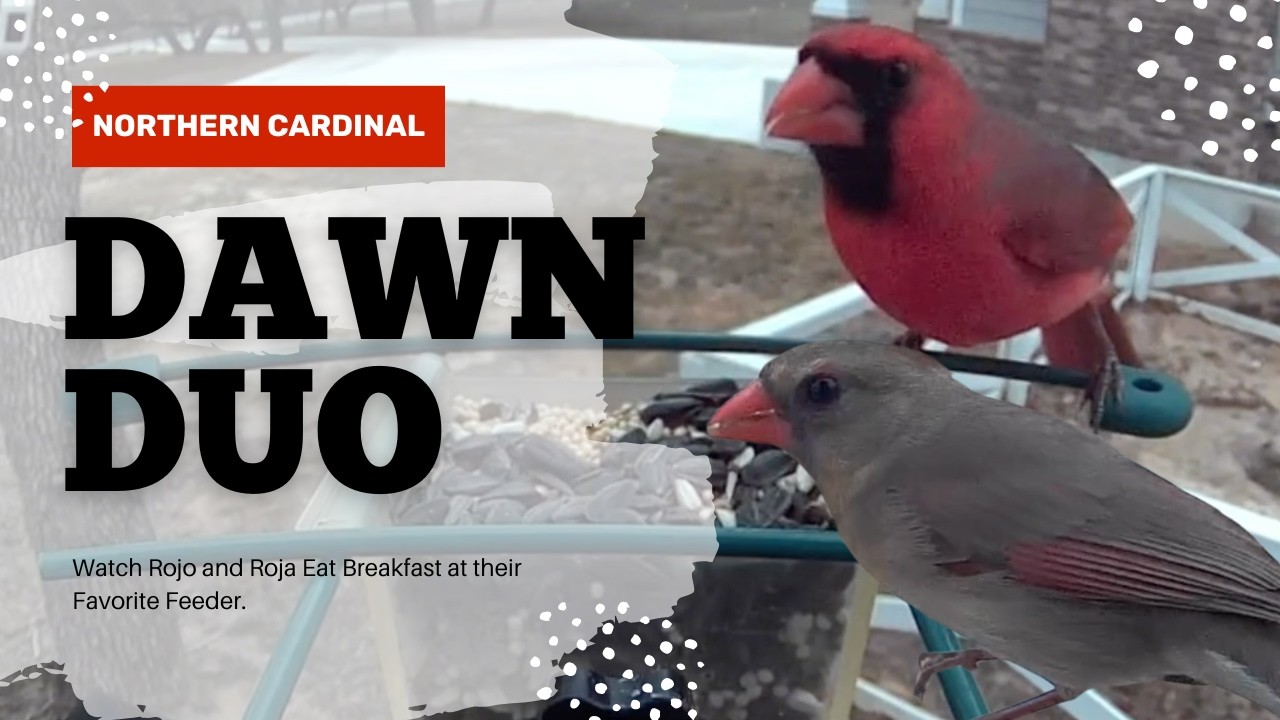 Rojo and Roja Start The Day