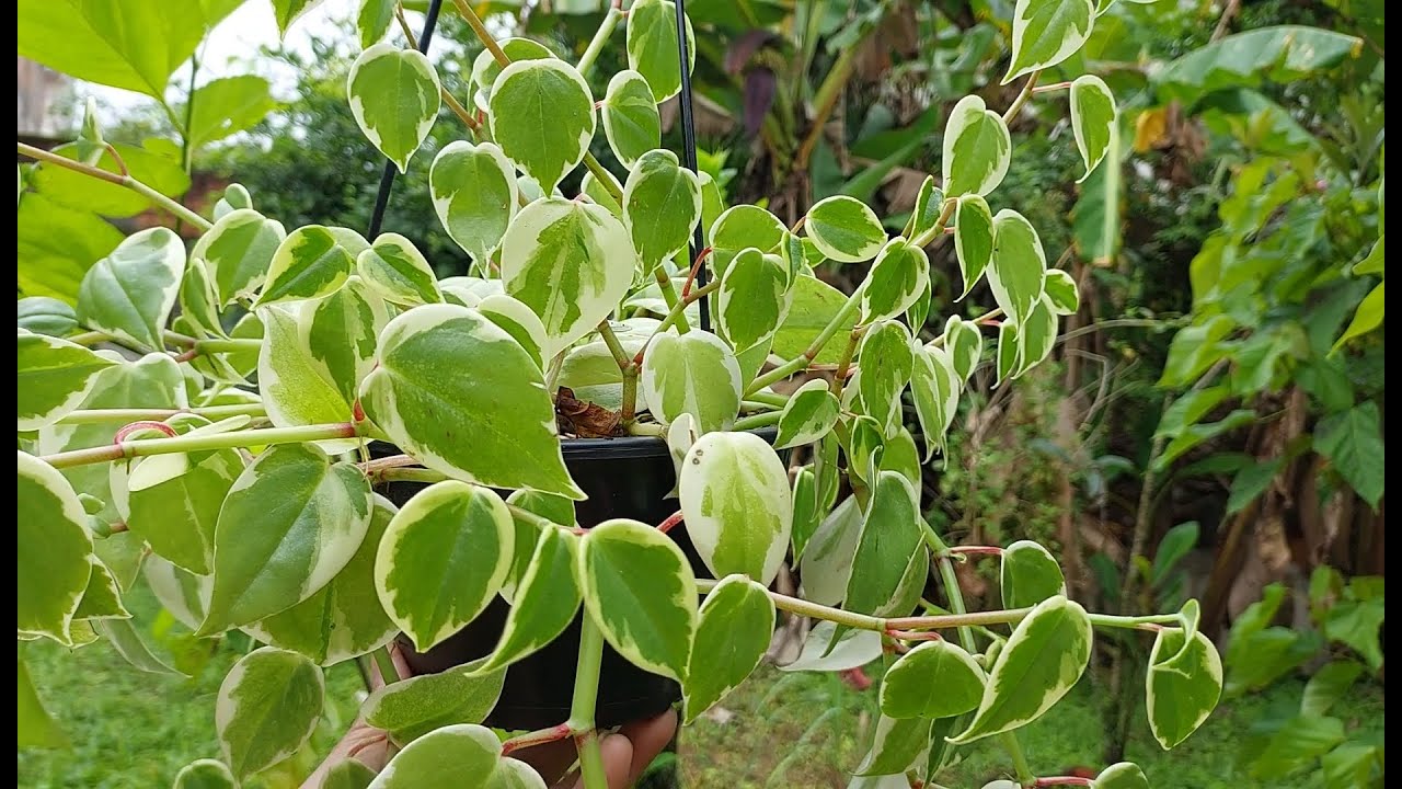 Peperômia: Como Cuidar Dessa Planta Fácil e Encantadora!