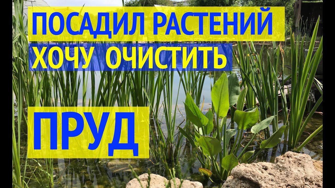 РАСТЕНИЯ ДЛЯ ПРУДА // БИОПЛАТО //12 видов растений в моем пруду // Какие растения очищают воду?