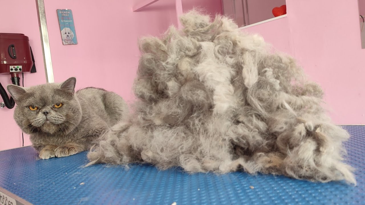 Peluquería Felina- Desenredar Gato de pelo corto🐱Nudos en Scottish Fold